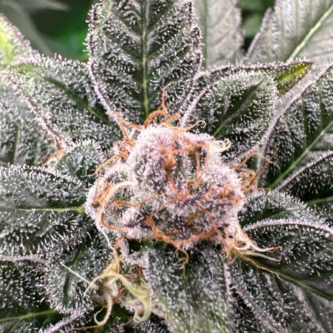 CxLAZ #31 C growlog timeline photo