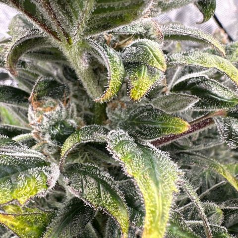 CxLAZ #31 C growlog timeline photo