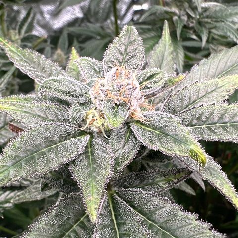 CxLAZ #31 C growlog timeline photo