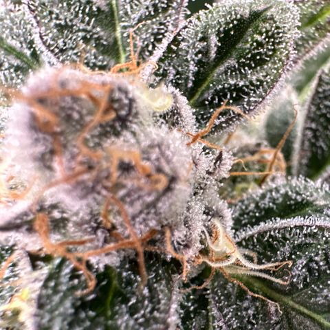 CxLAZ #31 C growlog timeline photo