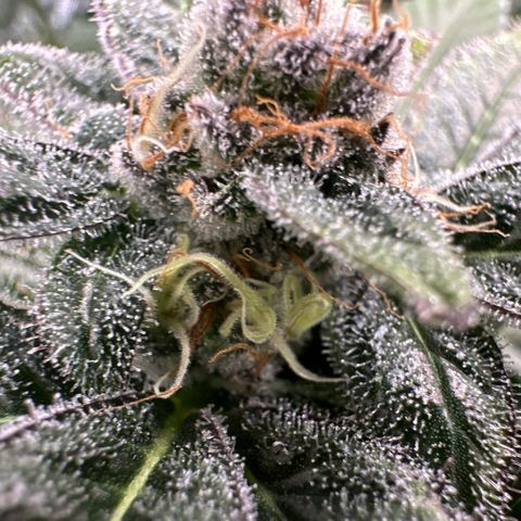CxLAZ #31 C growlog timeline photo