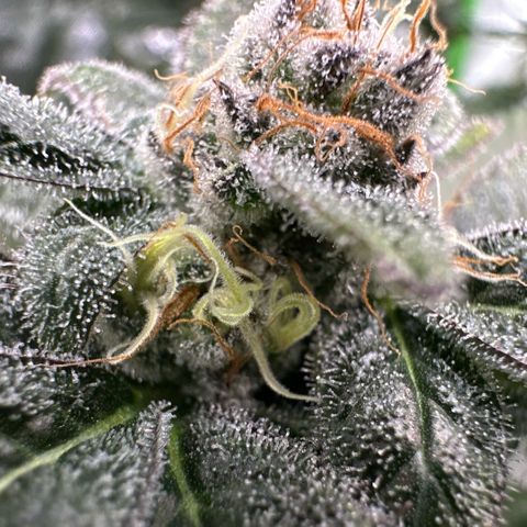 CxLAZ #31 C growlog timeline photo