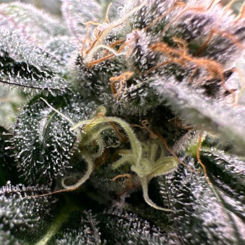 CxLAZ #31 C growlog timeline photo
