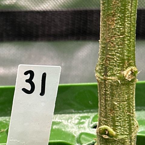 CxLAZ #31 C growlog timeline photo