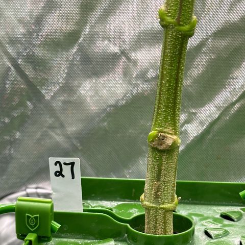 MiscxLAZ #27 C 39g growlog timeline photo