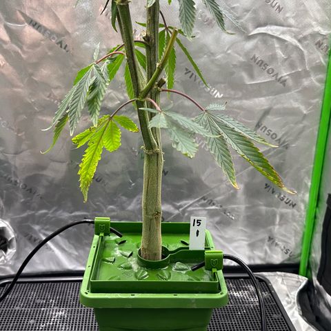 CxLAZ #15 C #1 growlog timeline photo