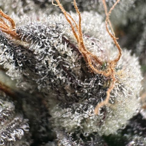 CxLAZ #03 C #1 58.58g growlog timeline photo
