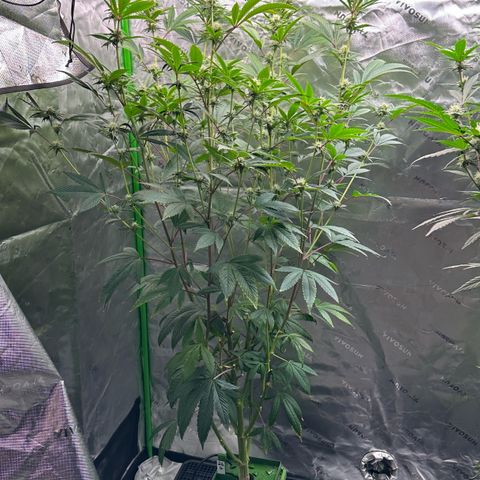 MiscxLAZ #26 C #2 growlog timeline photo