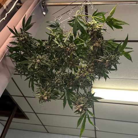 MiscxLAZ #08 C #1 growlog timeline photo