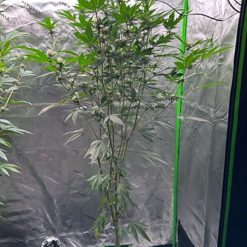 CxLAZ #15 C #1 growlog timeline photo