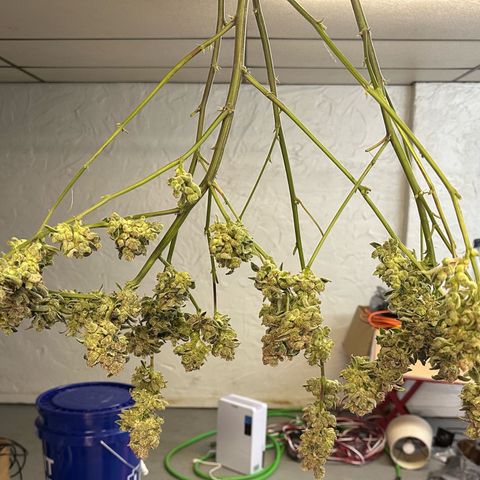 MiscxLAZ #08 C #1 growlog timeline photo