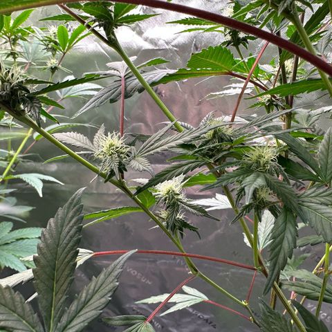 CxLAZ #15 C #1 growlog timeline photo
