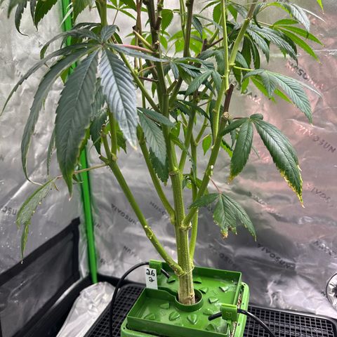 MiscxLAZ #26 C #2 growlog timeline photo
