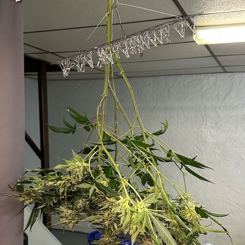 MiscxLAZ #08 C #1 growlog timeline photo