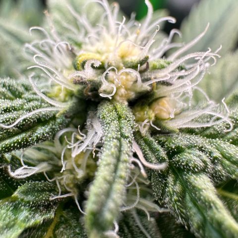 CxLAZ #15 C #1 growlog timeline photo