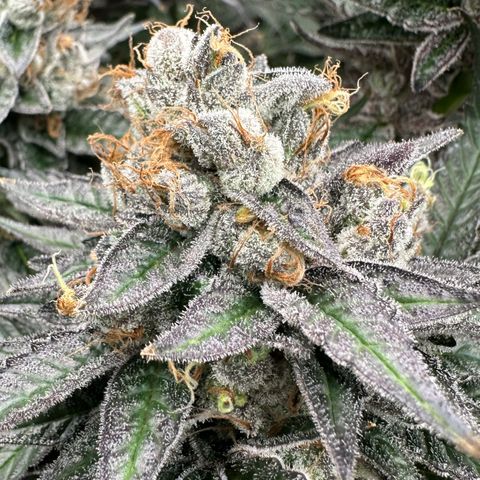 CxLAZ #03 C #1 58.58g growlog timeline photo