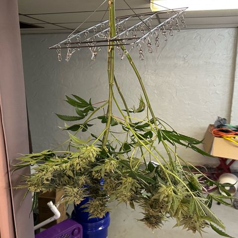 MiscxLAZ #08 C #1 growlog timeline photo