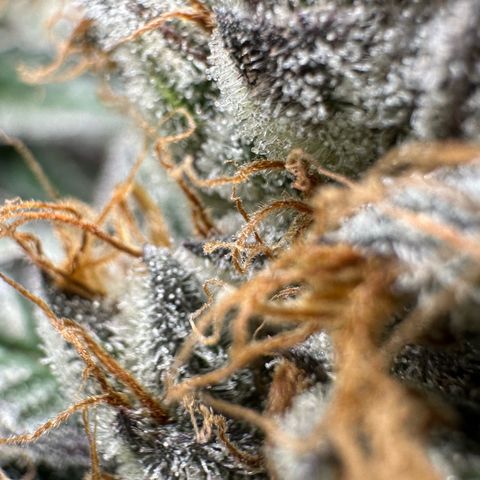 CxLAZ #03 C #1 58.58g growlog timeline photo