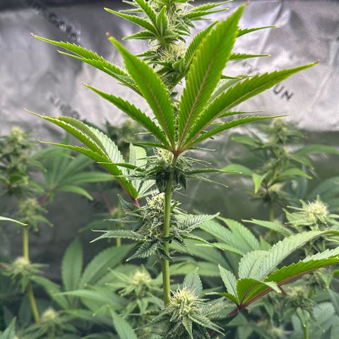 MiscxLAZ #26 C #2 growlog timeline photo