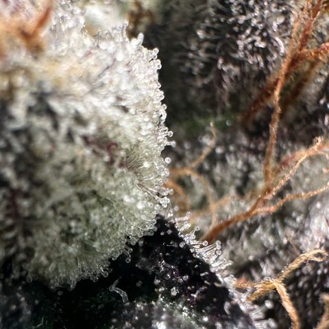 CxLAZ #03 C #1 58.58g growlog timeline photo