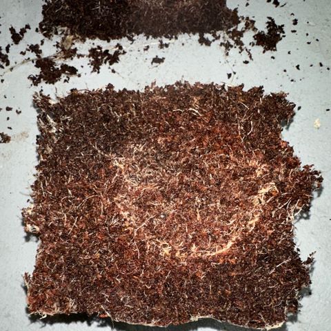CxLAZ #03 C #1 58.58g growlog timeline photo