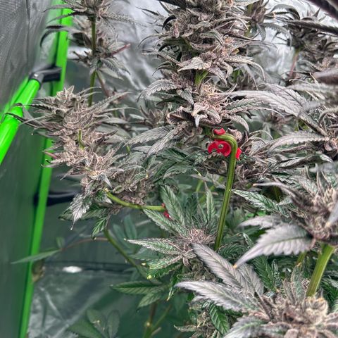 MiscxLAZ #22 C 42.33g growlog timeline photo