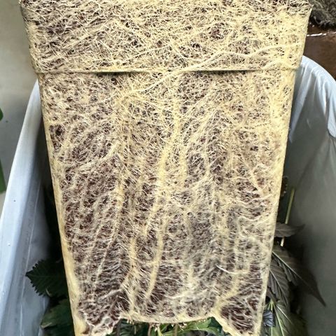 Fuel D.OG #1 Female 47.36g growlog timeline photo