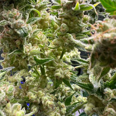 Fuel D.OG #1 Female 47.36g growlog timeline photo