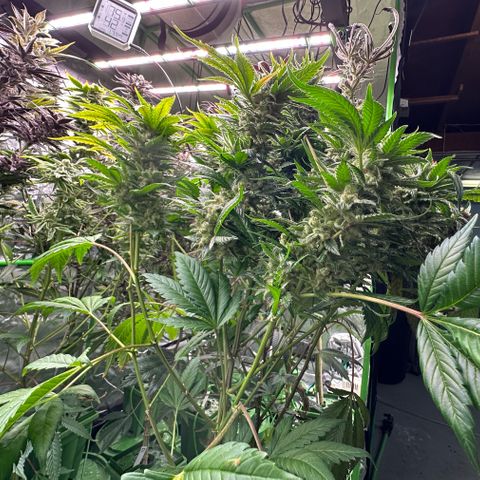 Fuel D.OG #1 Female 47.36g growlog timeline photo