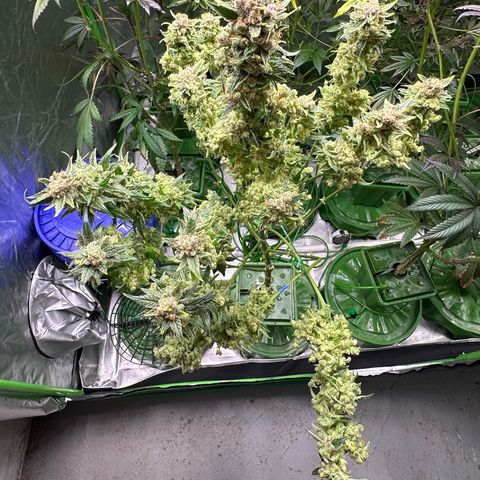 Fuel D.OG #1 Female 47.36g growlog timeline photo