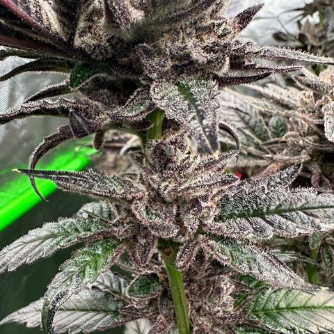 MiscxLAZ #22 C 42.33g growlog timeline photo