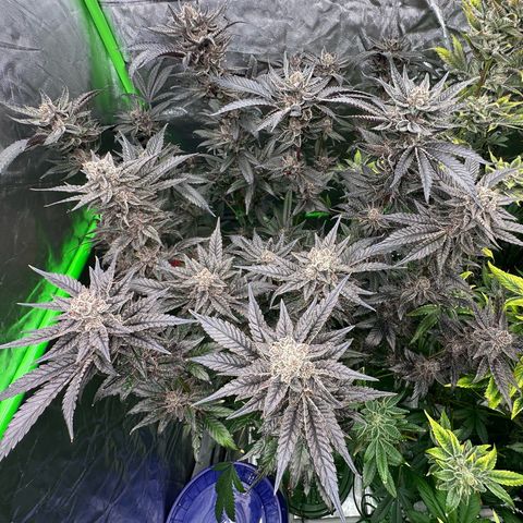 MiscxLAZ #22 C 42.33g growlog timeline photo