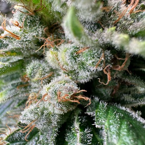 Fuel D.OG #1 Female 47.36g growlog timeline photo