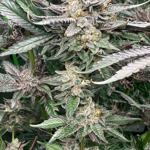 CxLAZ #03 C #1 58.58g growlog photo: Herm / male flowers