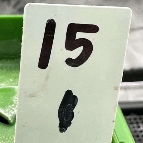 CxLAZ #15 C #1 growlog timeline photo