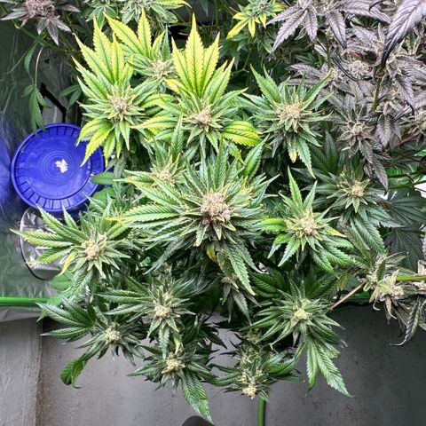 Fuel D.OG #1 Female 47.36g growlog timeline photo