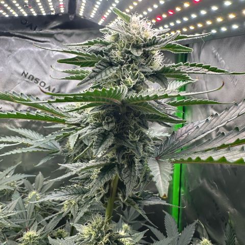 CxLAZ #15 C #1 growlog timeline photo
