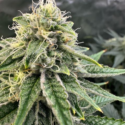 MiscxLAZ #26 C #2 growlog timeline photo