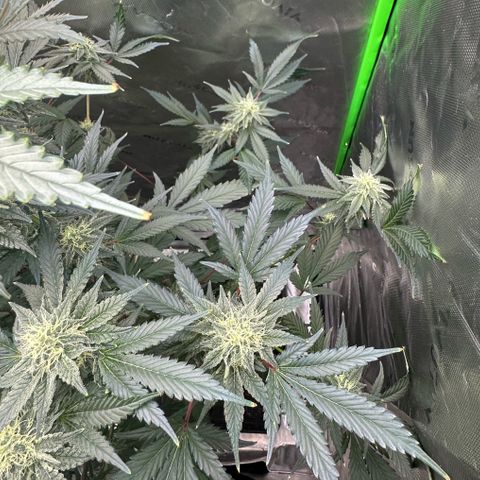 CxLAZ #15 C #1 growlog timeline photo