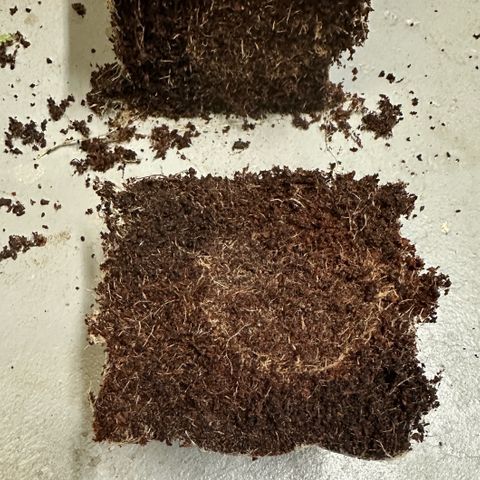 CxLAZ #03 C #1 58.58g growlog timeline photo
