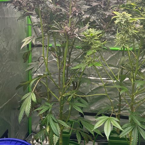 MiscxLAZ #22 C 42.33g growlog timeline photo