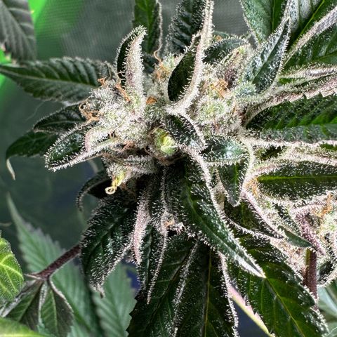 CxLAZ #03 C #1 58.58g growlog photo: Herm / male flowers