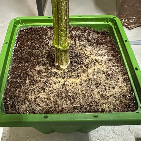 CxLAZ #03 C #1 58.58g growlog timeline photo