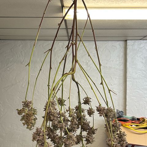 CxLAZ #03 C #1 58.58g growlog timeline photo