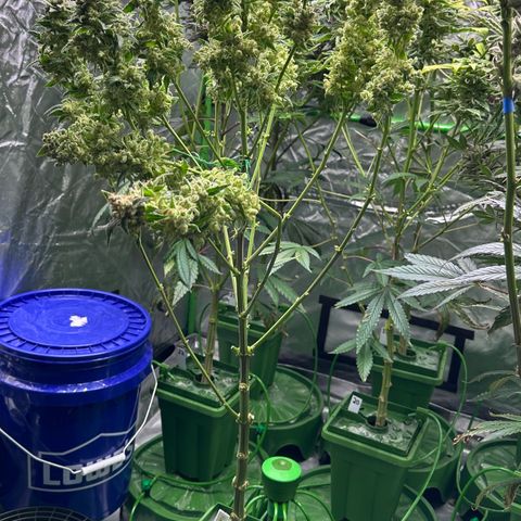 Fuel D.OG #1 Female 47.36g growlog timeline photo