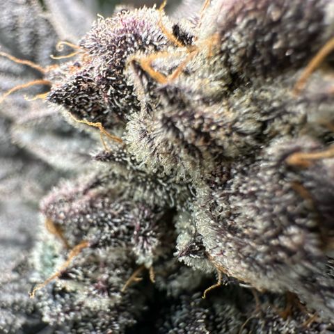 MiscxLAZ #22 C 42.33g growlog timeline photo