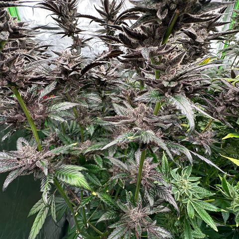 MiscxLAZ #22 C 42.33g growlog timeline photo