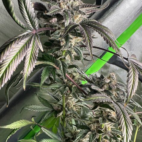 CxLAZ #03 C #1 58.58g growlog photo: Herm / male flowers