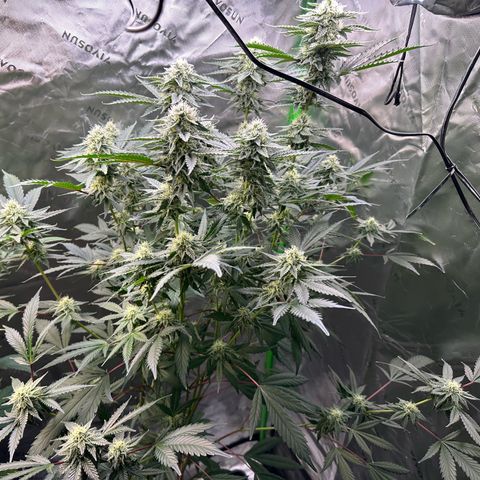 CxLAZ #15 C #1 growlog timeline photo