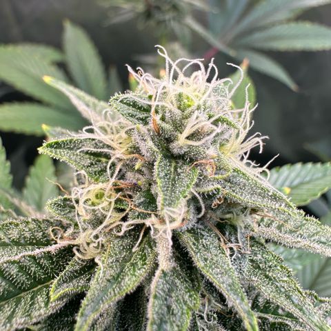 MiscxLAZ #26 C #2 growlog timeline photo